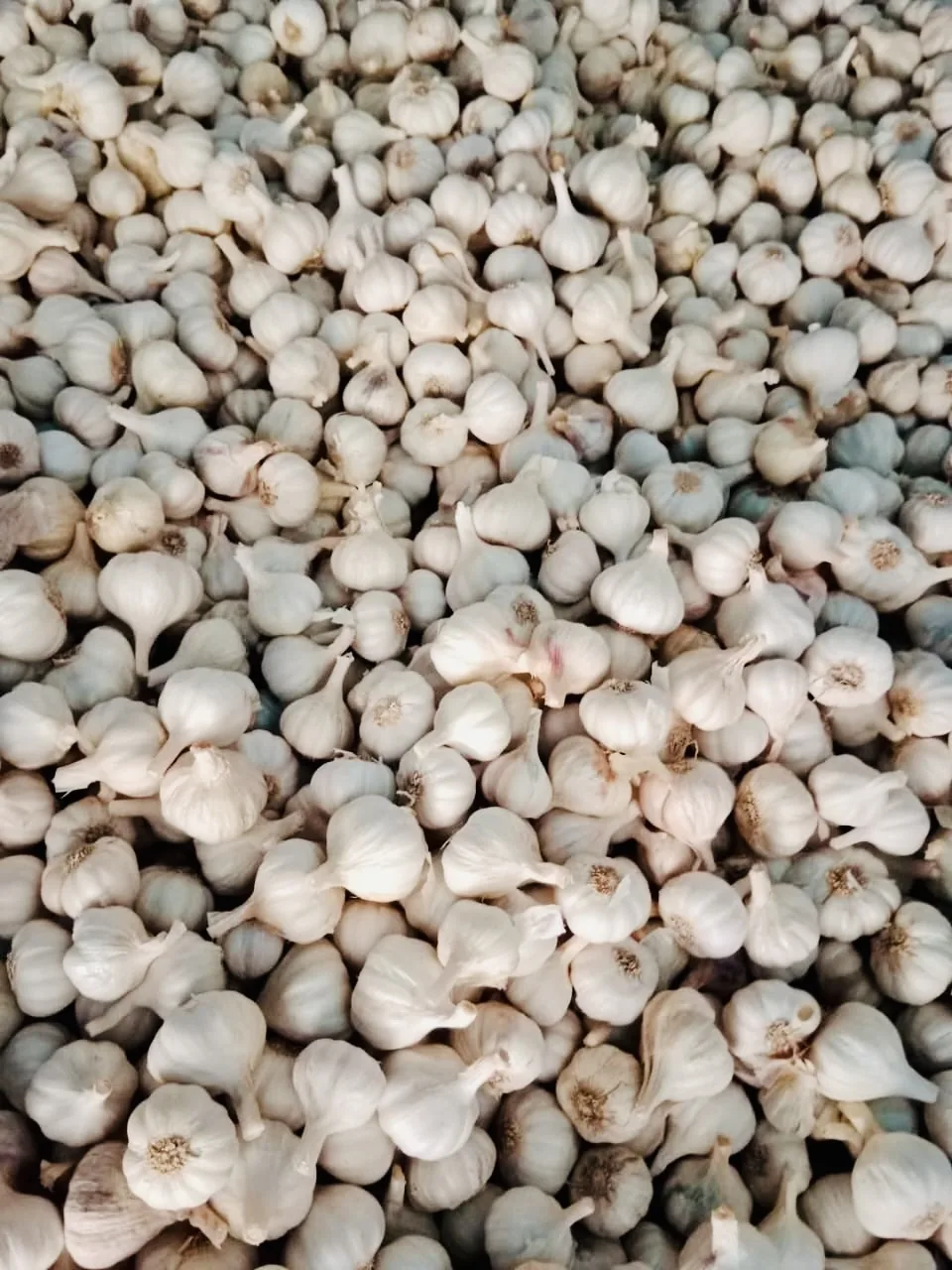 দেশি রসুন ১ কেজি image 3